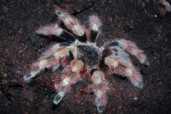 Nhandu coloratovillosus