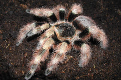 Nhandu coloratovillosus