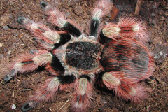 Nhandu coloratovillosus