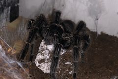 Lasiodora with eggsack