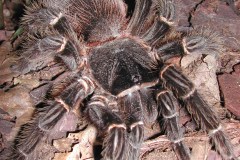 Lasiodora parahybana