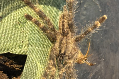 Poecilotheria fasciata