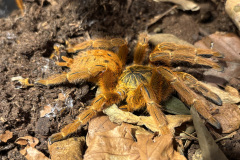 Pterinochilus murinus