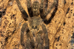 Poecilotheria subfusca Highland mature male