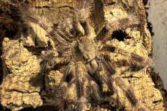 Poecilotheria miranda, adult male