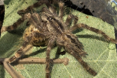 Poecilotheria vittata