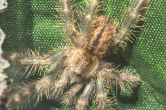 Poecilotheria hanumavilosumica spiderling
