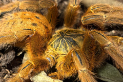 Pterinochilus murinus