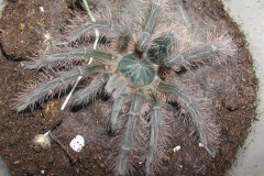 Theraphosa blondi, juvenile