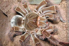 Theraphosa blondi