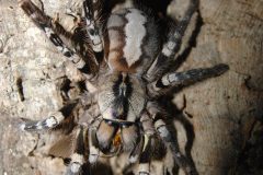 Poecilotheria regalis