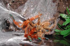 Pterinochilus murinus
