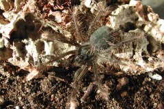 Theraphosa stirmi, juvenile