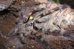 Poecilotheria regalis