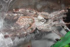 Poecilotheria regalis, adult male