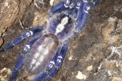 Poecilotheria metallica