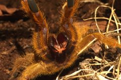 Pterinochilus murinus "Usambara"