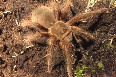 Theraphosa blondi, juvenile female