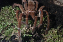 Theraphosa stirmi