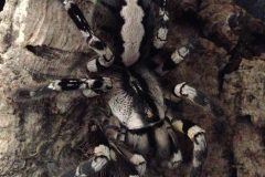 Poecilotheria regalis