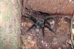 Pamphobeteus sp., Tambopata, Peru