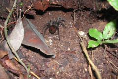 Pamphobeteus sp., Tambopata, Peru