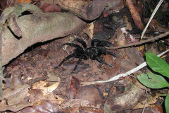 Pamphobeteus sp., Tambopata, Peru