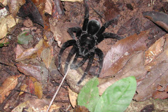 Pamphobeteus sp., Tambopata, Peru