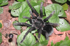 Pamphobeteus sp., Tambopata, Peru