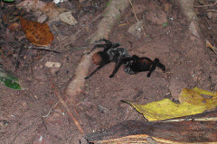 Pamphobeteus sp., Tambopata, Peru