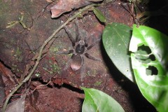 Pamphobeteus sp., juvenile, Tambopata, Peru