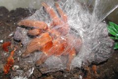 Pterinochilus murinus