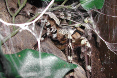 Poecilotheria regalis