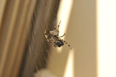 Araneus diadematus