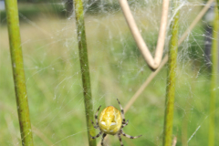 Araneus quadratus