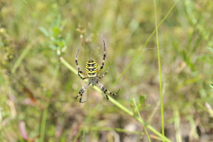 Argiope bruennichi