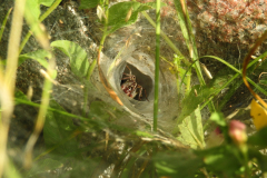 Agelena labyrinthica