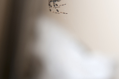 Araneus diadematus