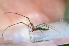 Tetragnatha pinicola