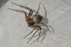 Philodromus sp. poss. aureolus