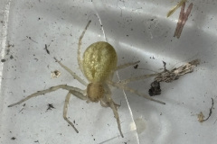 Philodromus albidus