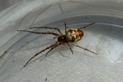 Metellina mengei