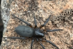 Gnaphosa lucifuga, Möckelmossen, Öland