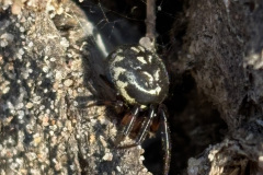 Steatoda albomaculata