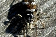 Salticus scenicus