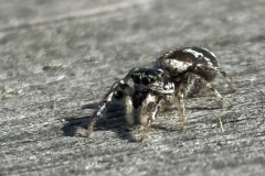 Salticus scenicus