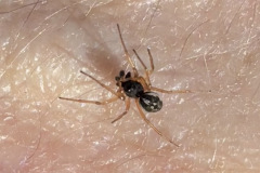 Pachygnatha degeeri