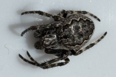Nuctenea umbratica