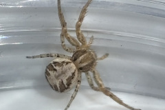 Xysticus cristatus