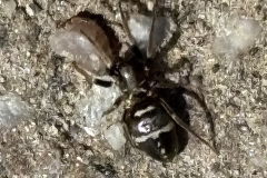 Micaria micaria